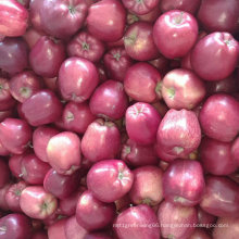 New Crop Chinese Fresh Red Huaniu Apple